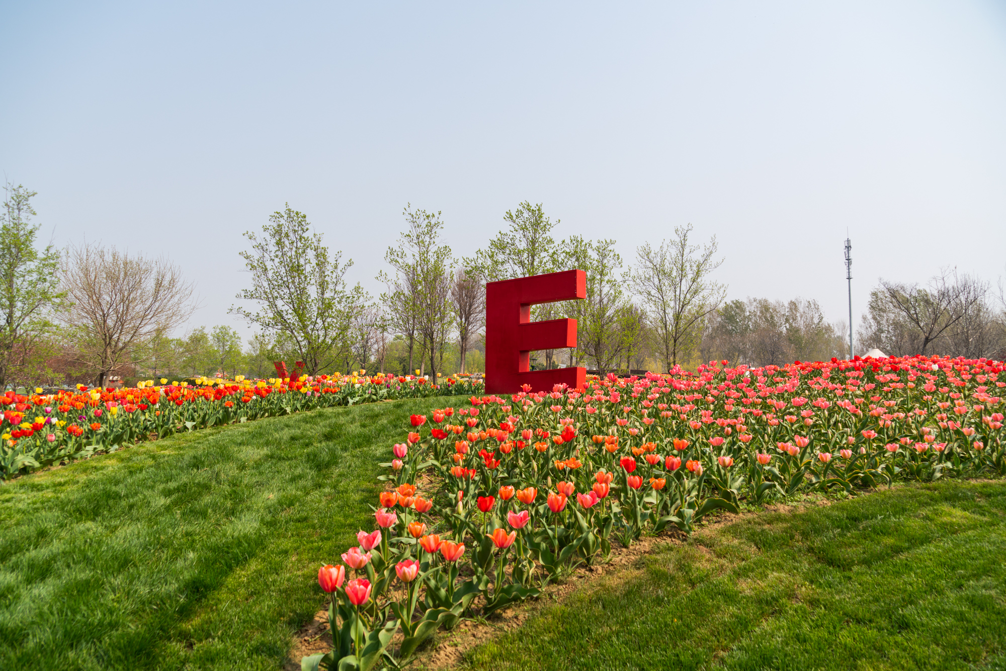 国际鲜花港郁金香,看郁金香北京国际鲜花港