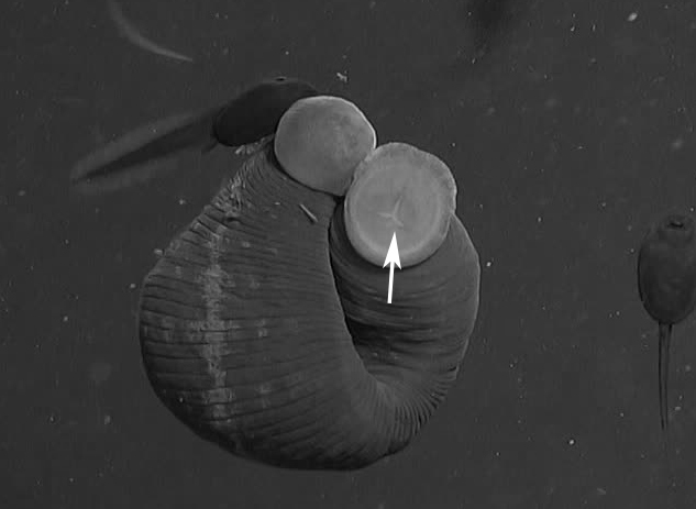 水蛭吸血可治病？结果几百年前的西方人因此导致梅毒的交叉感染