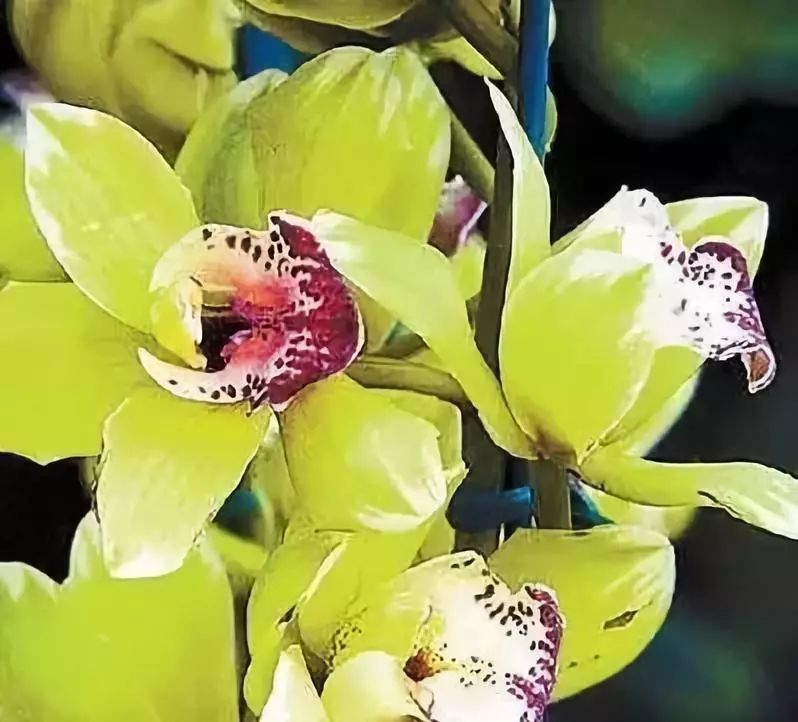 世界上最昂贵的花一朵价值1500万,世界上最高贵的花典雅图文