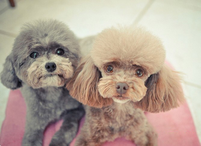 饲养泰迪犬对人好不好,饲养泰迪犬的9大致命错误