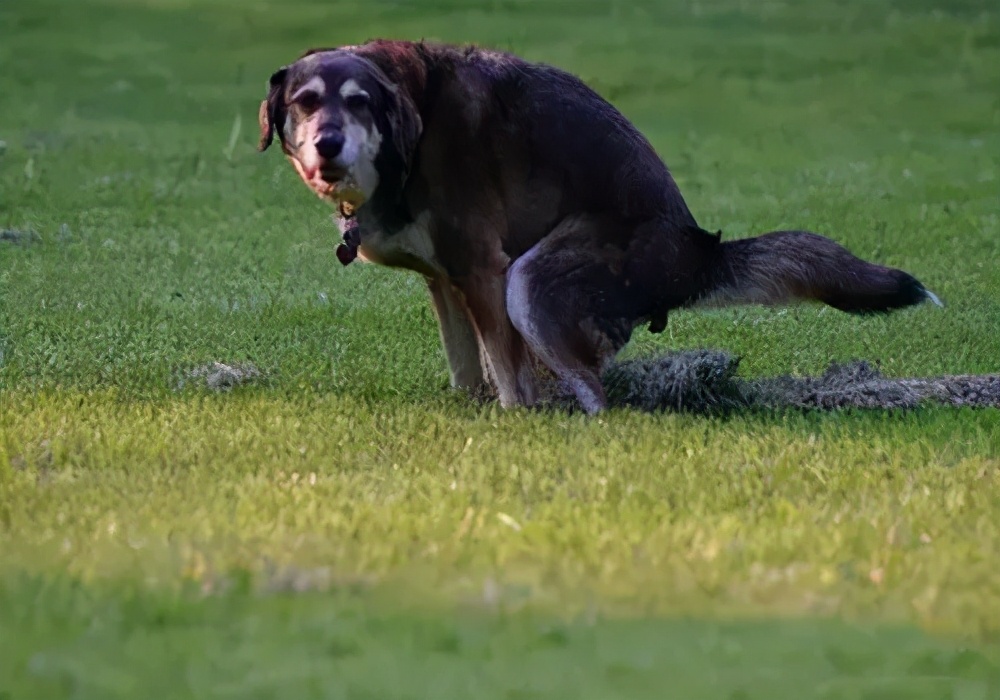 狗狗拉屎正常是什么样的,狗狗拉大便正常的姿势