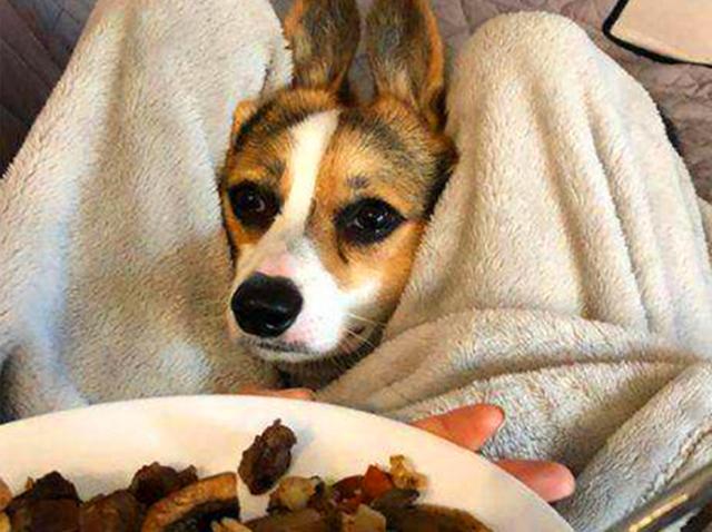 狗狗的食物里面能放点食用盐吗,狗狗喂狗粮能用盐吗