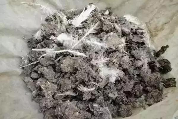 牛粪鸡粪猪粪哪种做有机肥料好,鸡粪牛粪羊粪哪个更肥力好