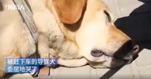 盲人带导盲犬去餐厅遭歧视,导盲犬被歧视和误解片段原视频