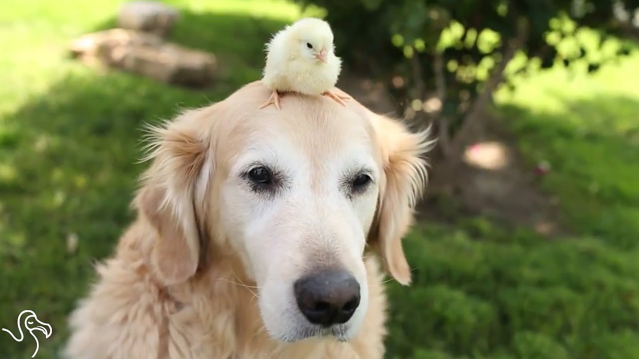 狗狗长大以后反而随地大小便,发现狗狗随地大小便狗狗的反应