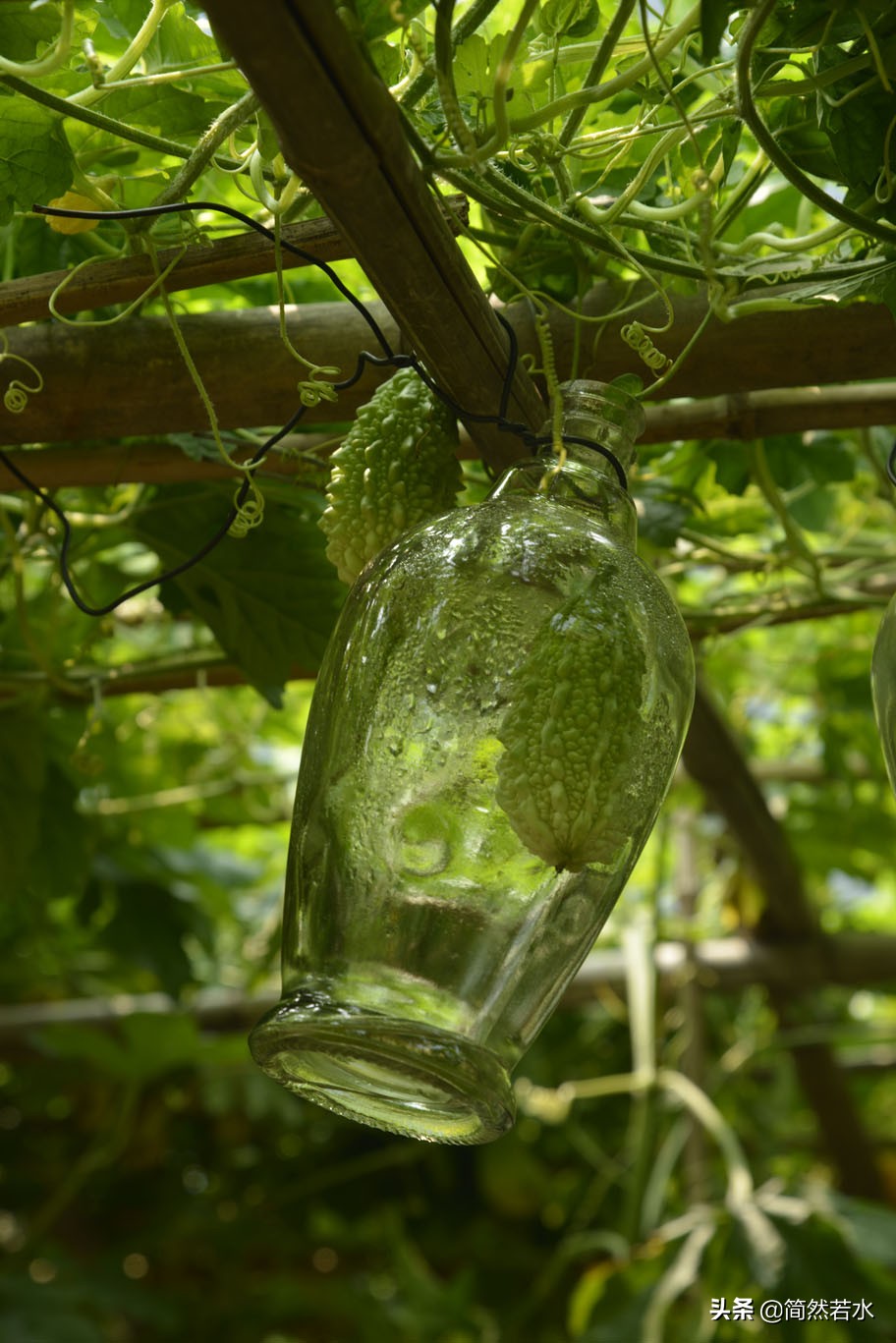 金铃子癞葡萄果实,金铃子酒