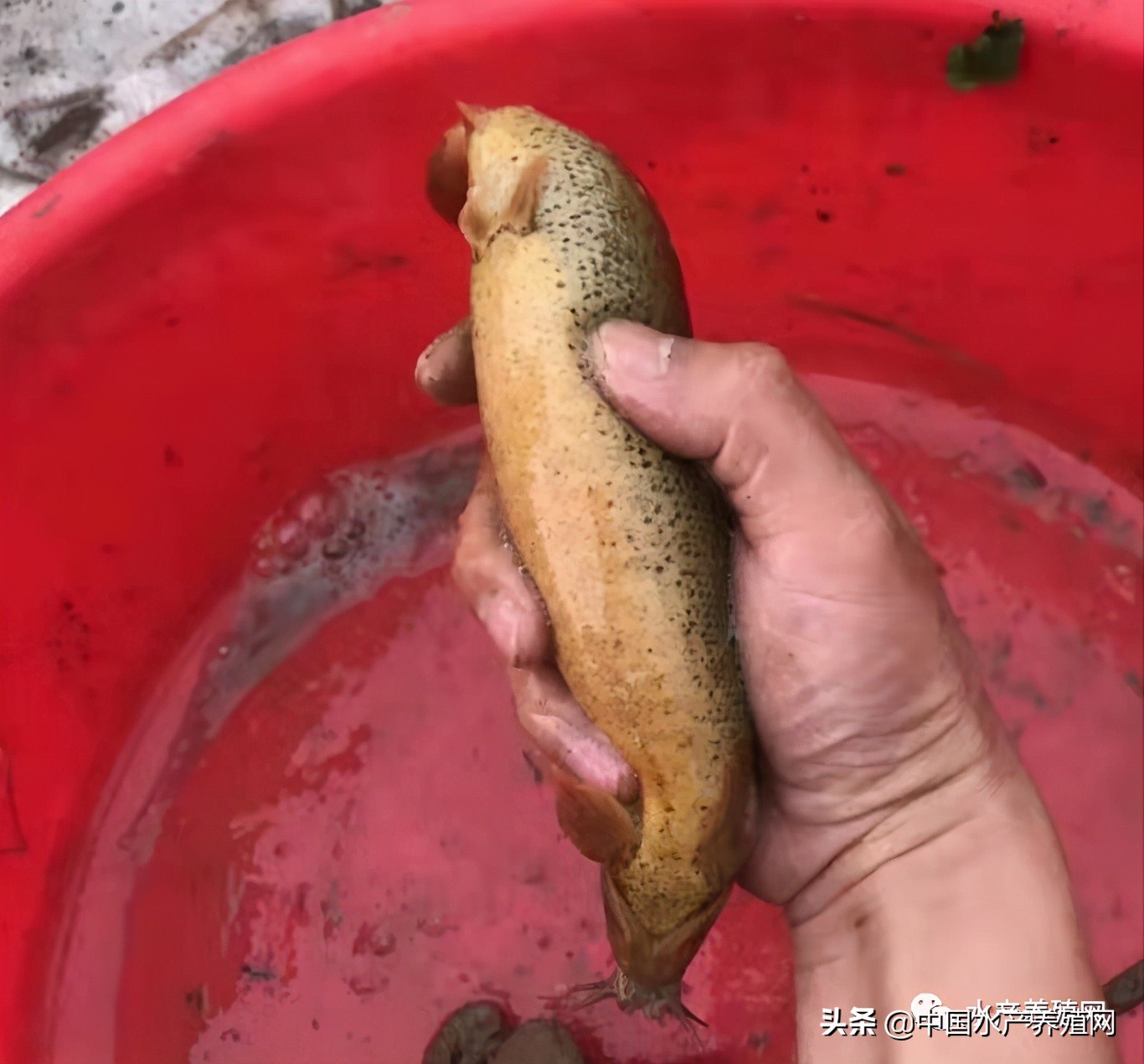 特价泥鳅苗价格,泥鳅苗价格多少钱1斤左右