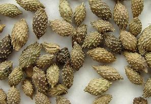 中药熏蒸疗法第二版,中药熏蒸空气消毒