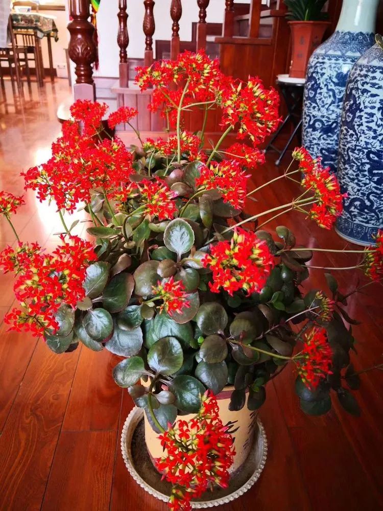 一花一叶一世界多肉,一花一世界多肉之美