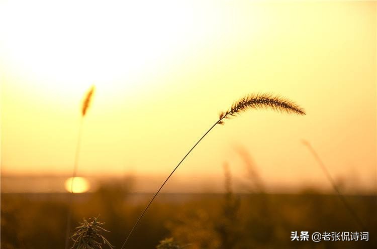 描写田园山水的诗句100个,积累有关描写山水的诗5篇