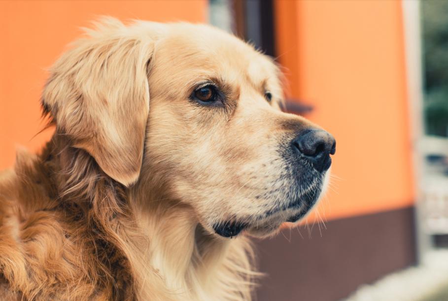 8岁金毛来大姨妈,金毛第一次来大姨妈什么样