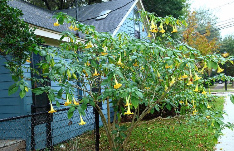 100种常见观叶植物图鉴史上最全,农村常见的100种植物