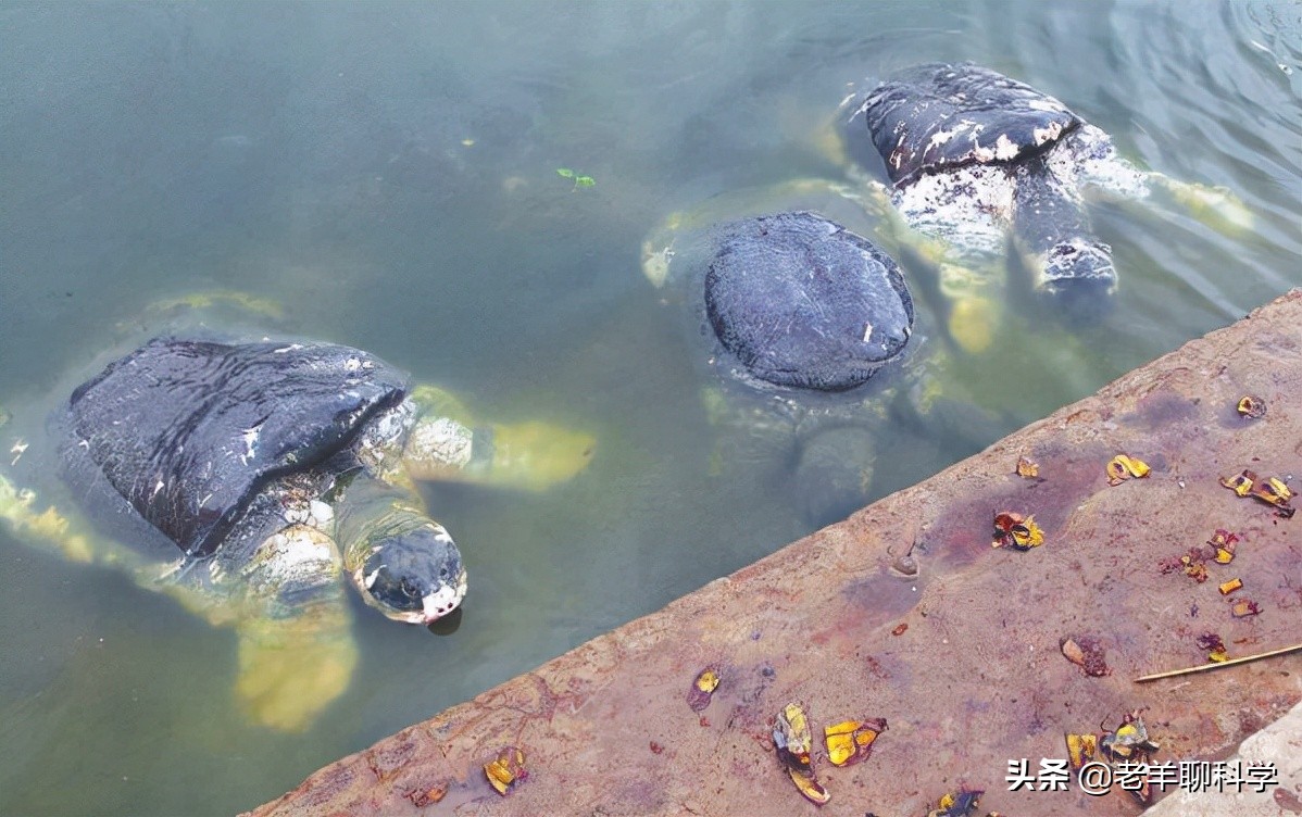 长出白斑！恒河鳖被宠到自然老死而泛滥，中国吃货能解决吗？