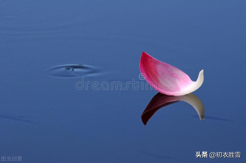 荷花花瓣落花五首，落片自成船，走遍水中天