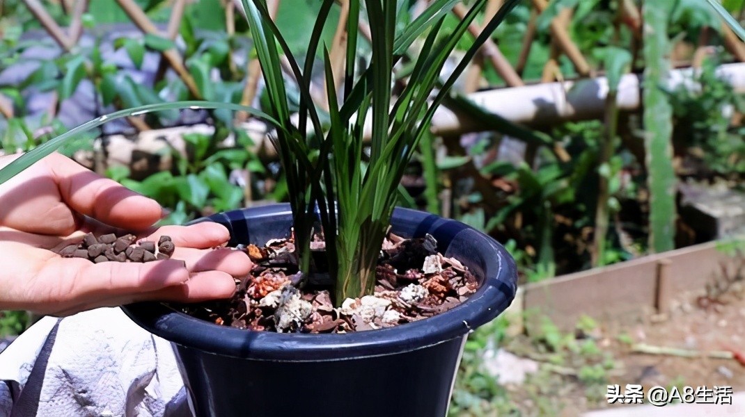 中国兰花名品录,春兰兰花名品大全