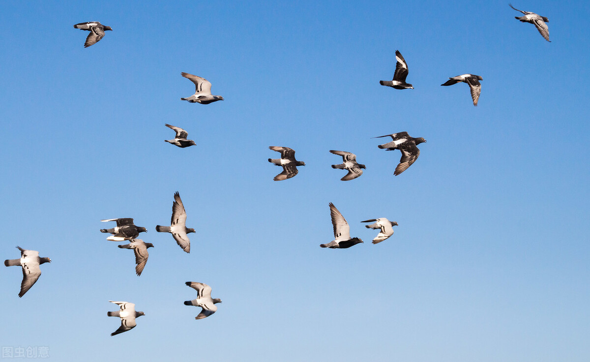 航拍信鸽归巢视频,赛鸽归巢后怎么看