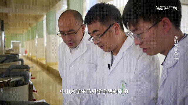 一条石斑鱼,一条石斑鱼一碗白饭