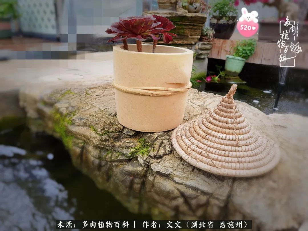 夏季多肉花园图片,初夏多肉花园