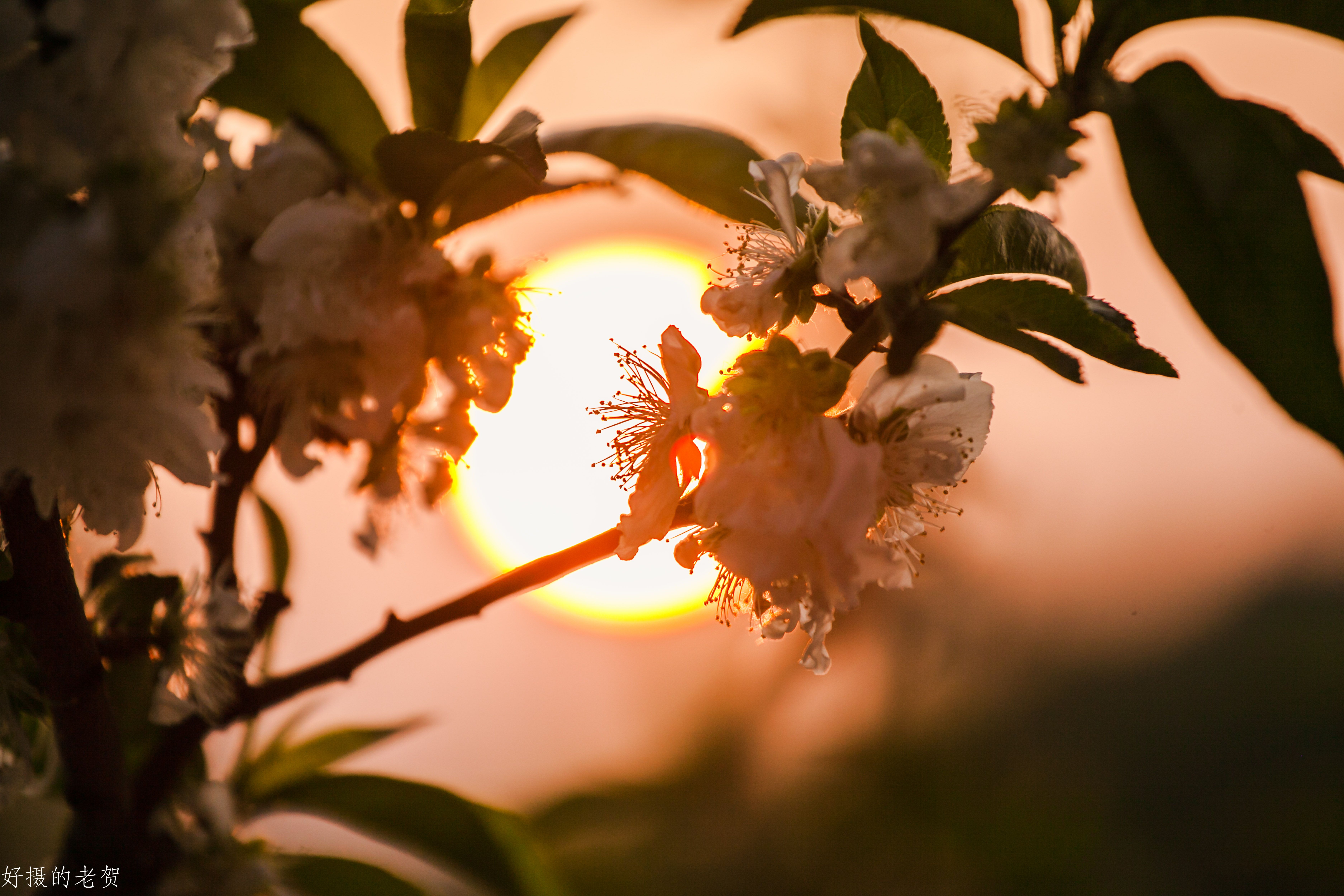 小小街头公园也有春天？疫情期间，它成为唯一舒缓心情的伊甸园