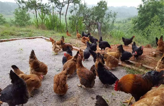 农村养殖创业的忠告,在农村养殖创业5年收入