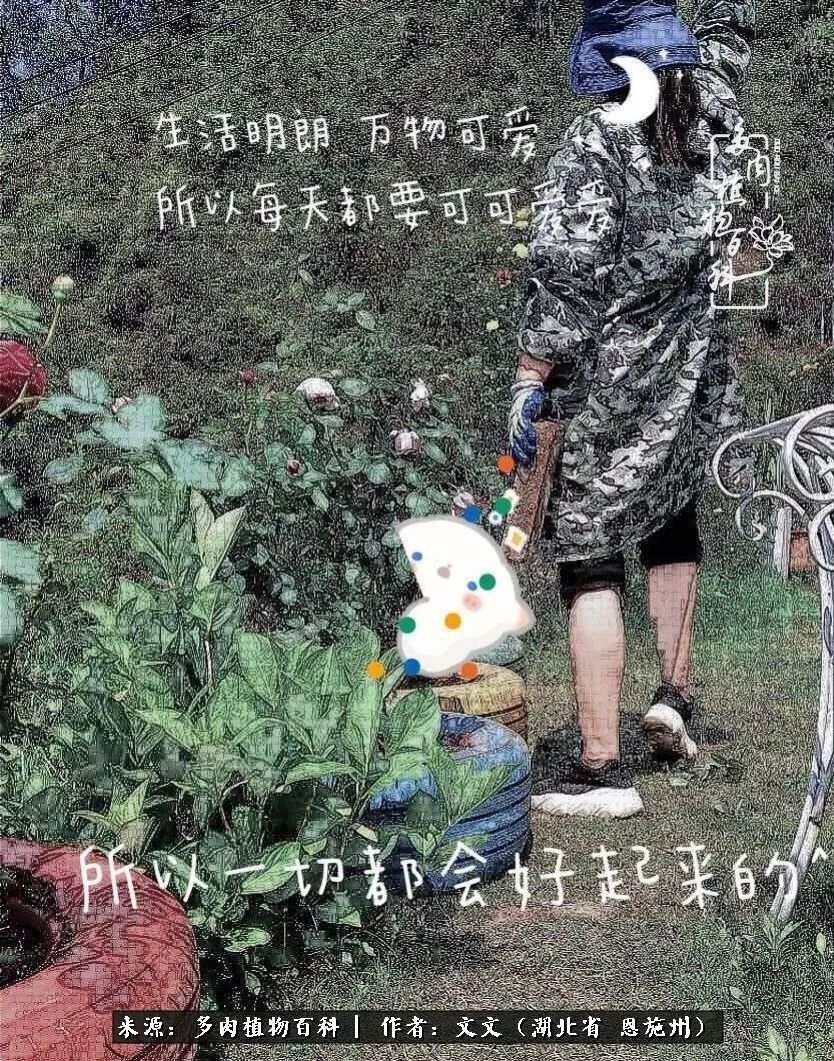 夏季多肉花园图片,初夏多肉花园