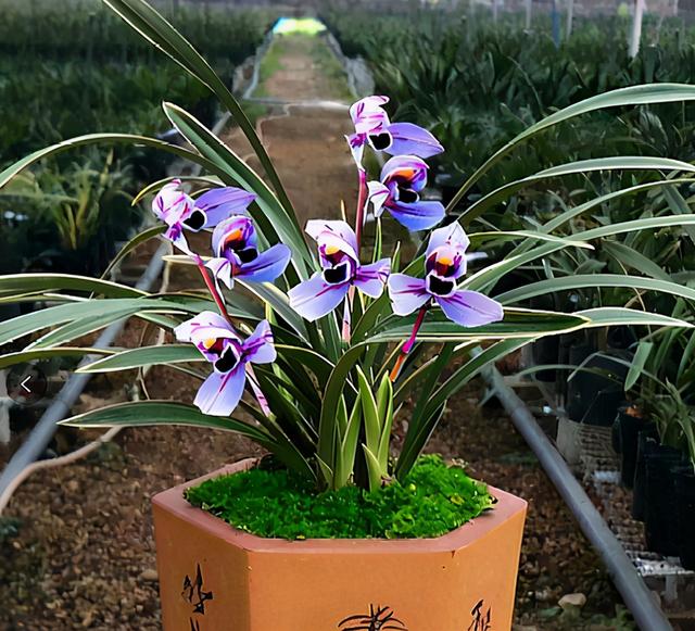 什么兰既有观赏性又香,哪种兰开花又香又好看