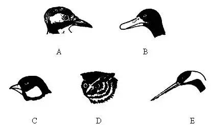 小鸟如何开食,鸟怎么开食算成功