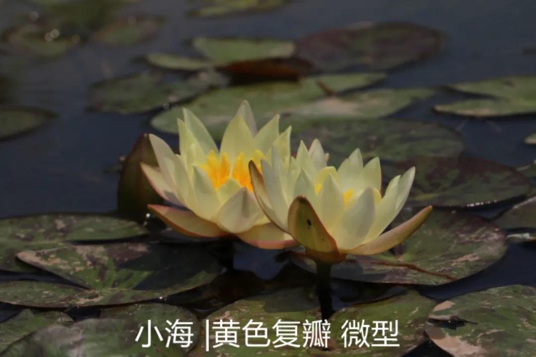 碗莲跟睡莲哪个适合鱼缸养鱼,睡莲和碗莲哪个适合在水缸养