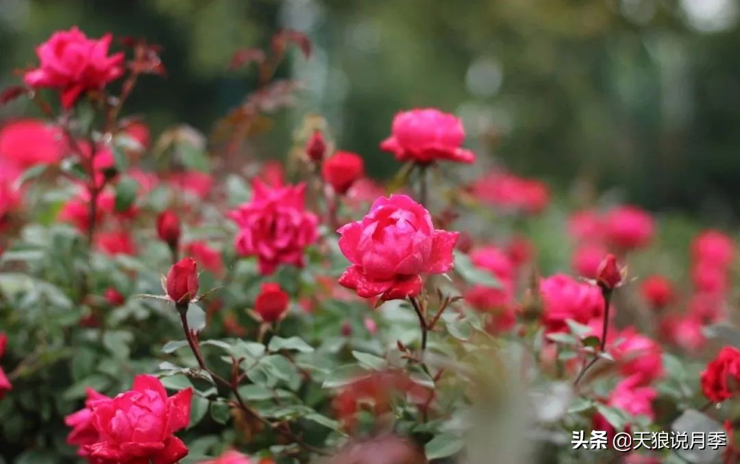 不用修剪的月季,不用打药的月季