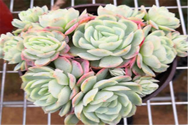 多肉冰梅养护“5妙招”，轻松爆盆饱满肥厚，白里透红美到惊艳