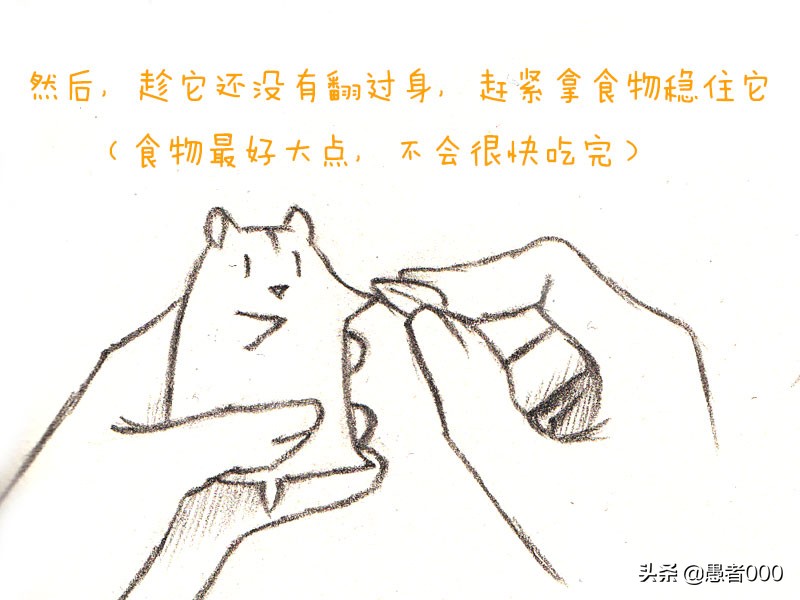 画可爱的仓鼠漫画,可爱的小仓鼠简单的漫画