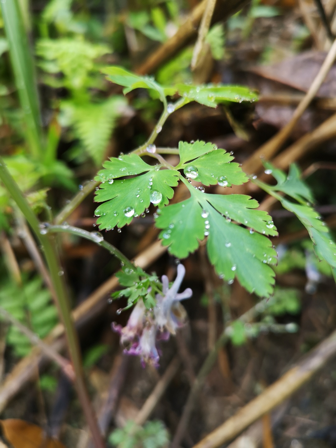 竹林深处探宝——只为了那一棵黄精