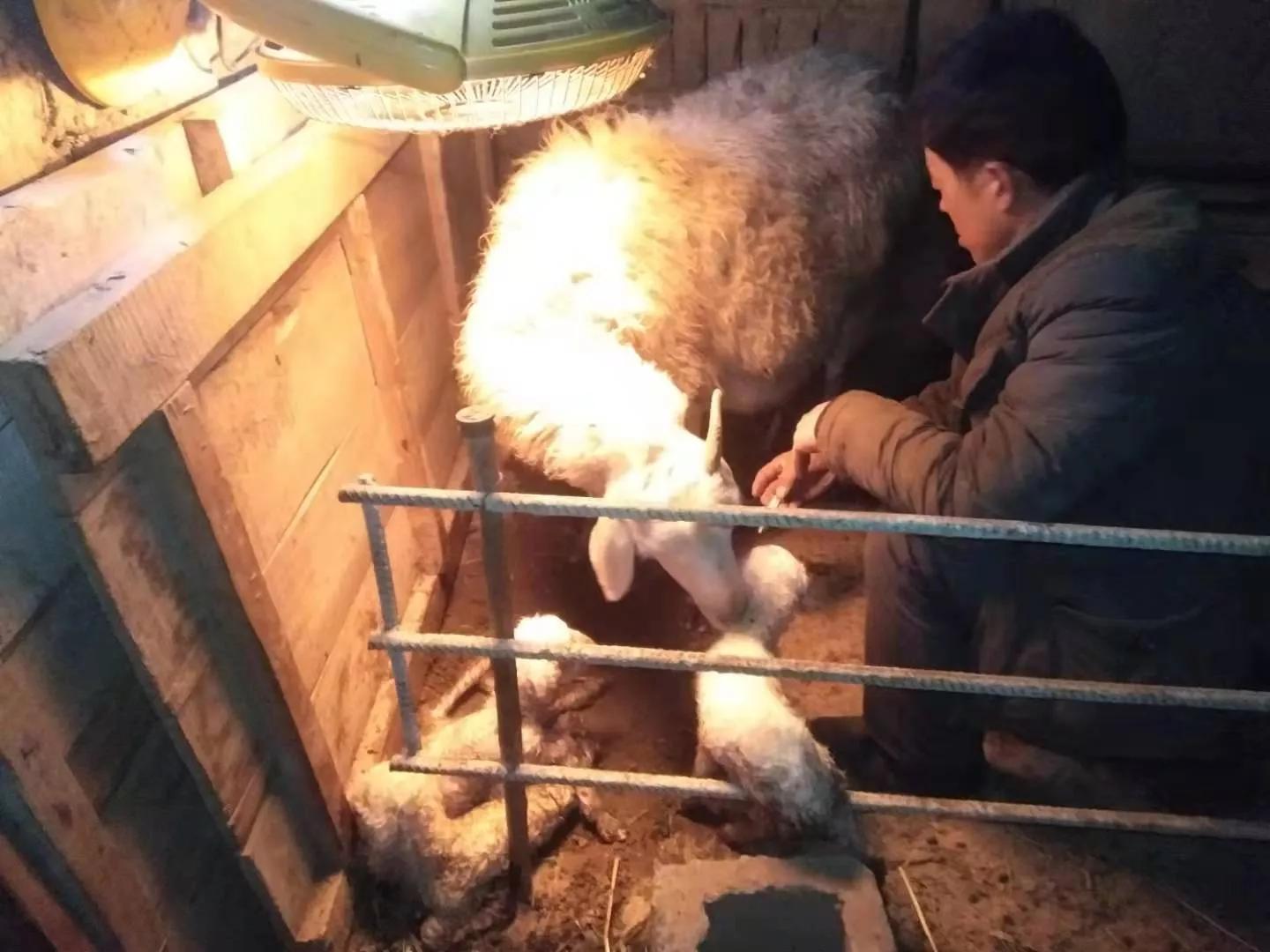 养殖一头母猪赚多少钱,农村养殖五头母猪能不能赚钱