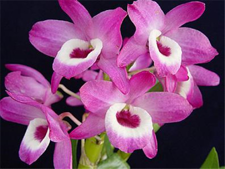 兰花有多少个品种哪些品种好看,兰花十大名贵品种有哪些