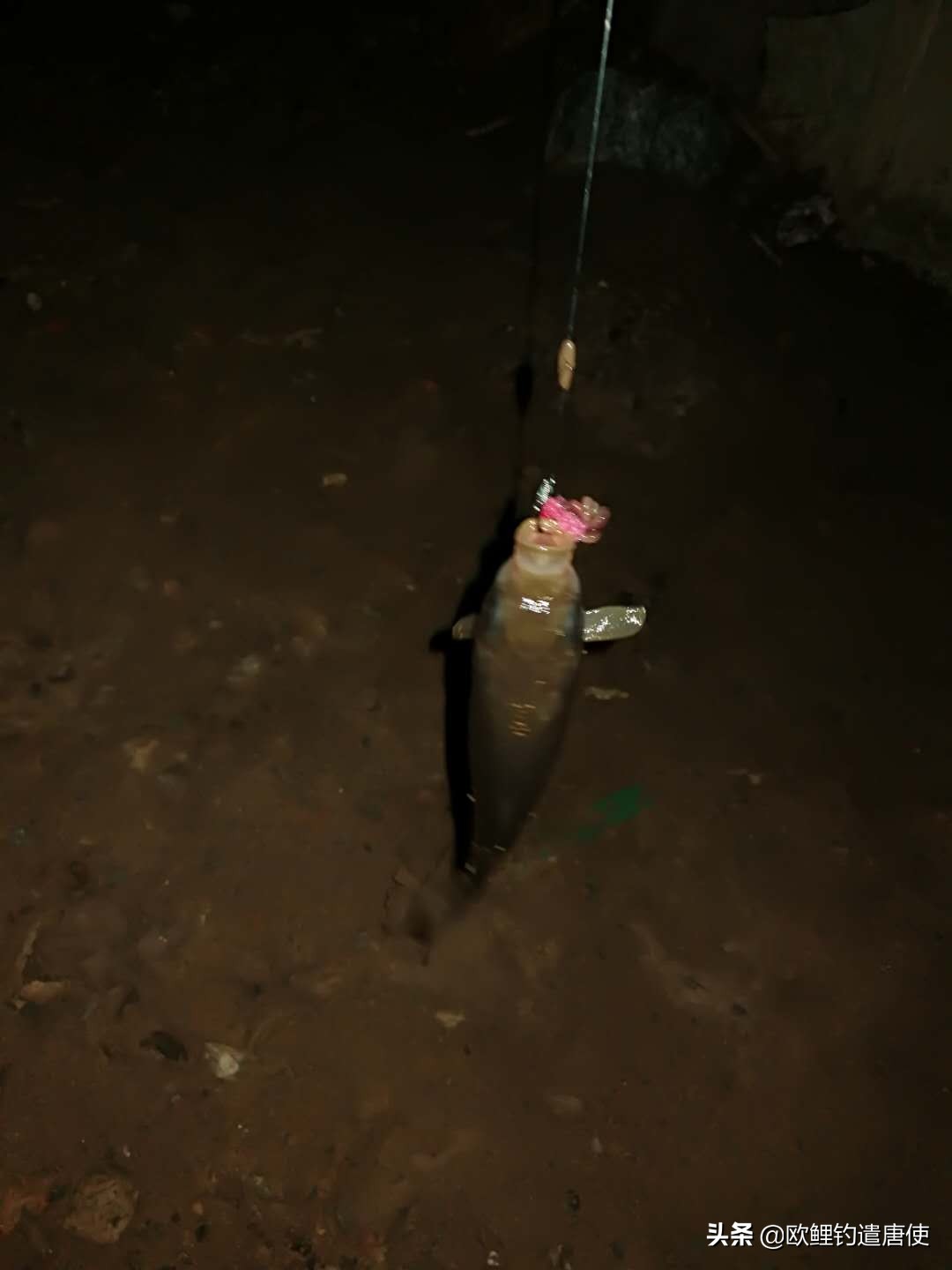 为什么鲤鱼比鲫鱼难钓,为什么鲫鱼这么难咬钩