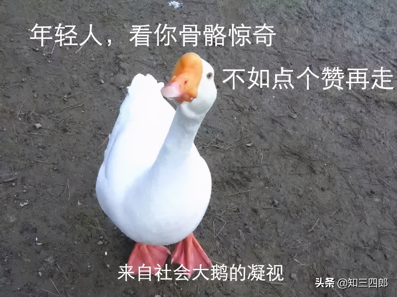 15部童年动画大合集,童年的回忆经典动画大合集