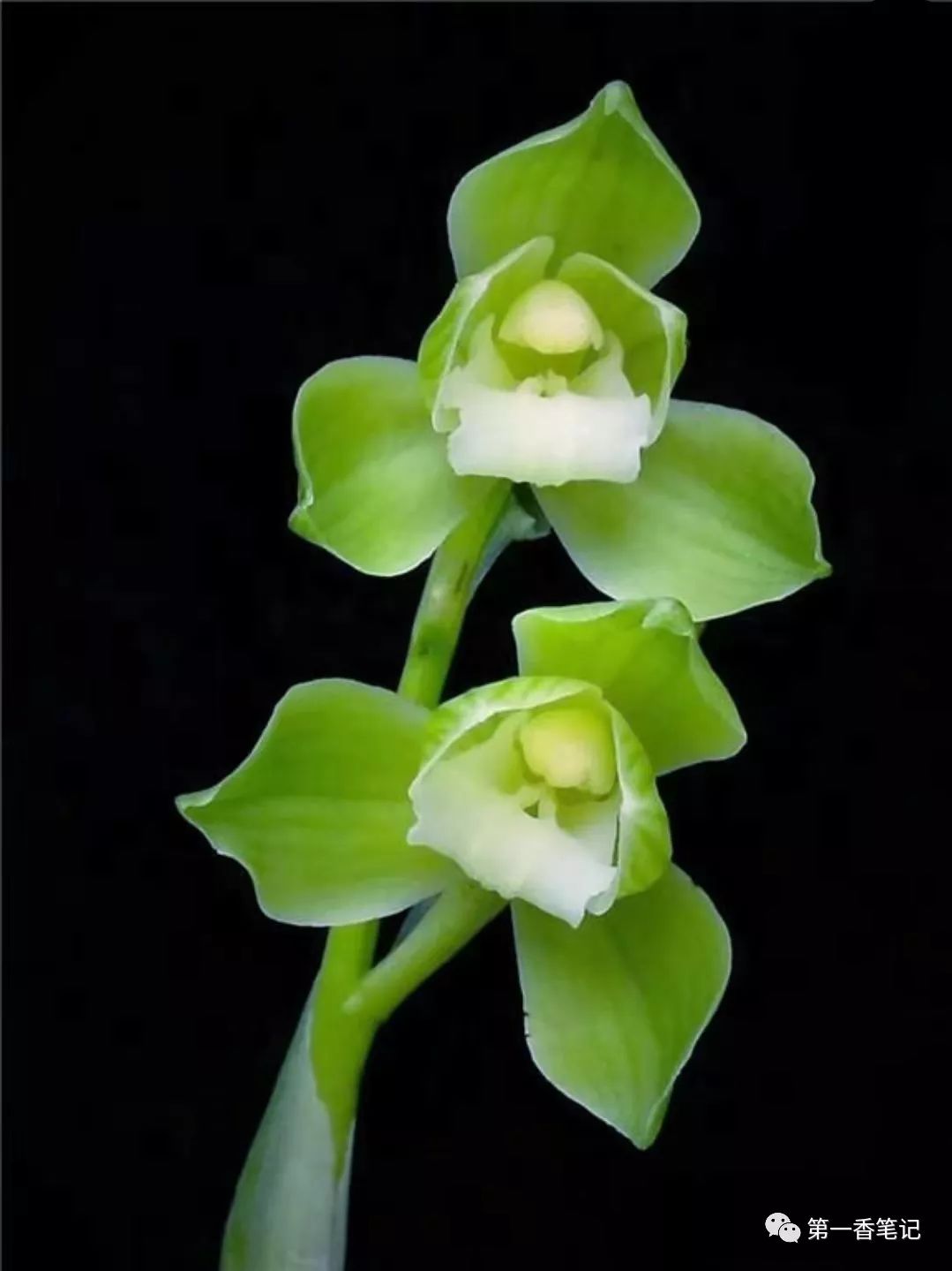 587:西部兰市资源抢购热——春剑交易起此彼伏热火朝天