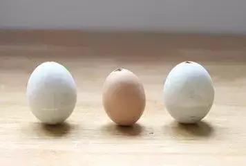 鸡蛋壳手工作品创意幼儿园,碎鸡蛋壳手工粘贴画动物图案