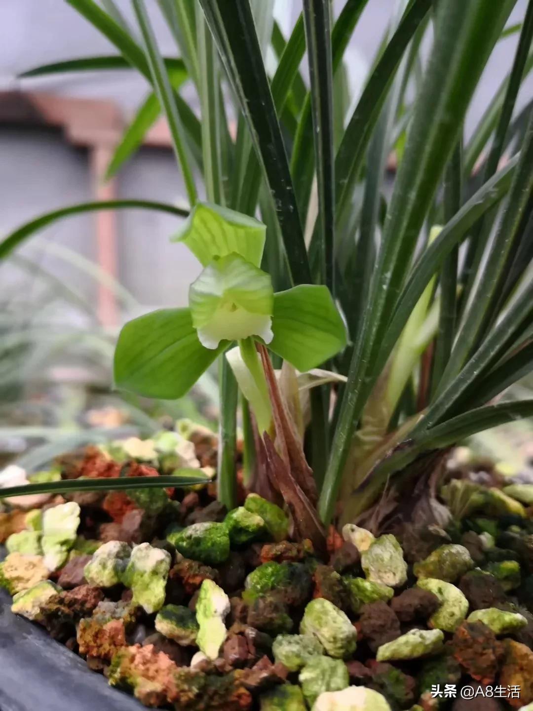 春兰张荷素兰花介绍,每日一品中国兰花春兰