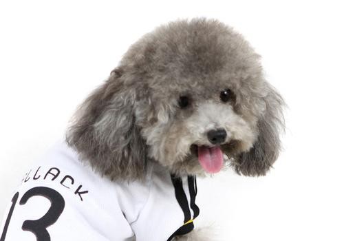 狗狗生完小狗拉稀怎么治疗,狗狗到家第一天没拉稀第二天拉稀