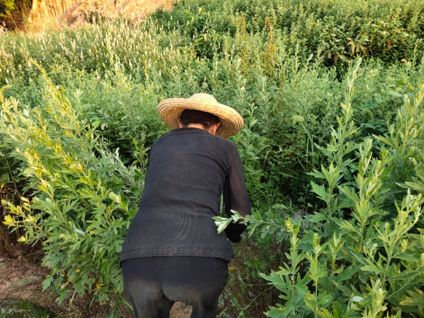 艾条自己怎么做,艾条怎么做出来