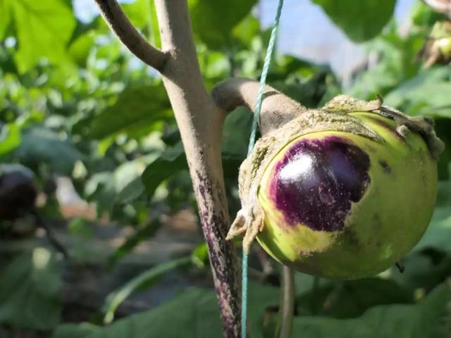 蔬菜红蜘蛛虫害的环保治疗方法,常见蔬菜病虫害识别与防治图片