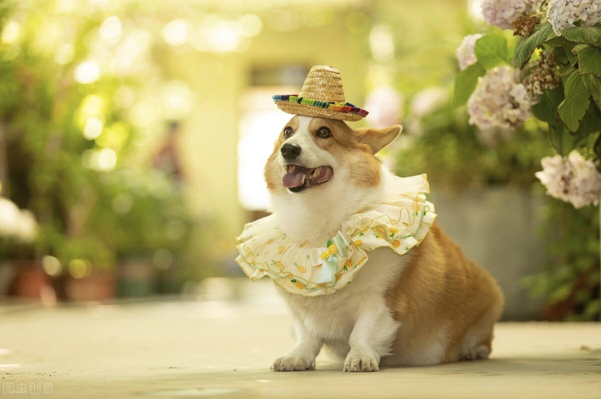 柯基犬的优点缺点有哪些,伊丽莎白女王的柯基犬怎么样了