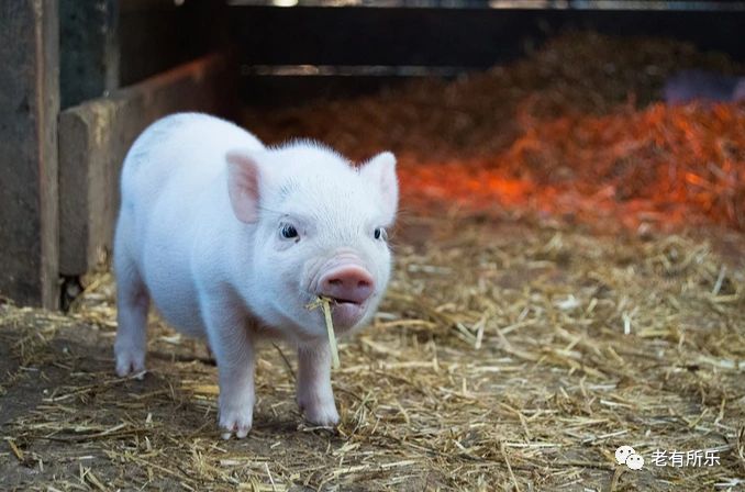 十二生肖来历和起源为什么是十二,一起了解十二生肖的来历及意义