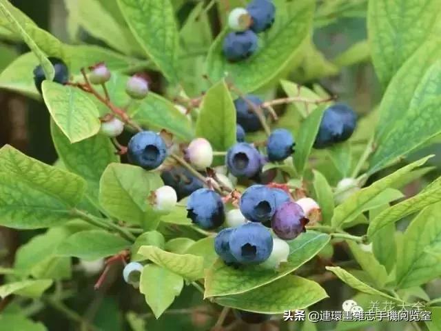 100种常见花卉植物图谱,100种花卉素描图谱