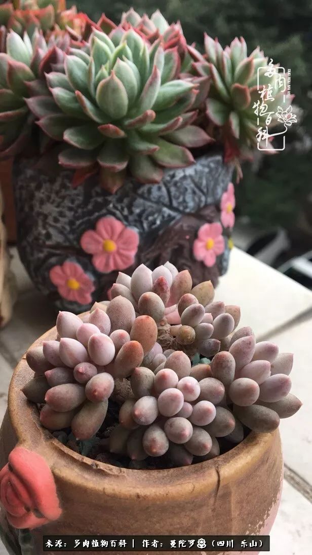 转角遇见多肉,遇见多肉治愈自己