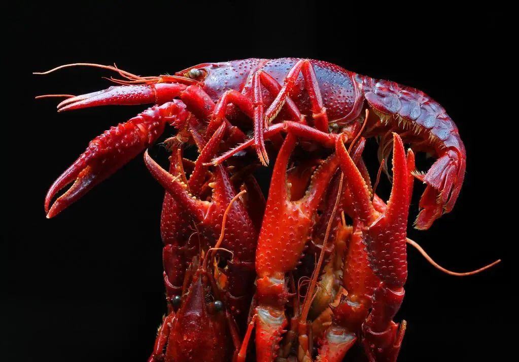 龙虾吃得最多的是哪个地方,全国小龙虾必吃50强