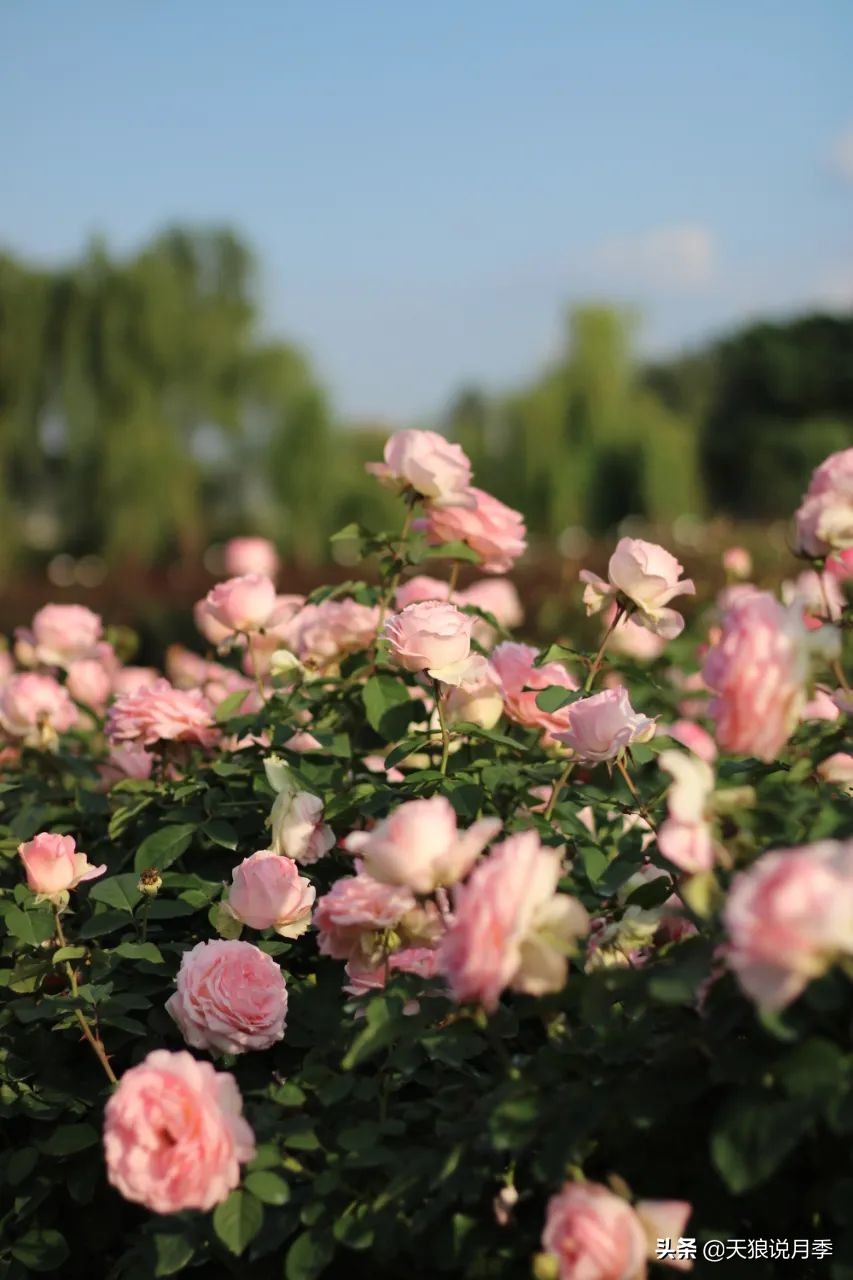 不用修剪的月季,不用打药的月季