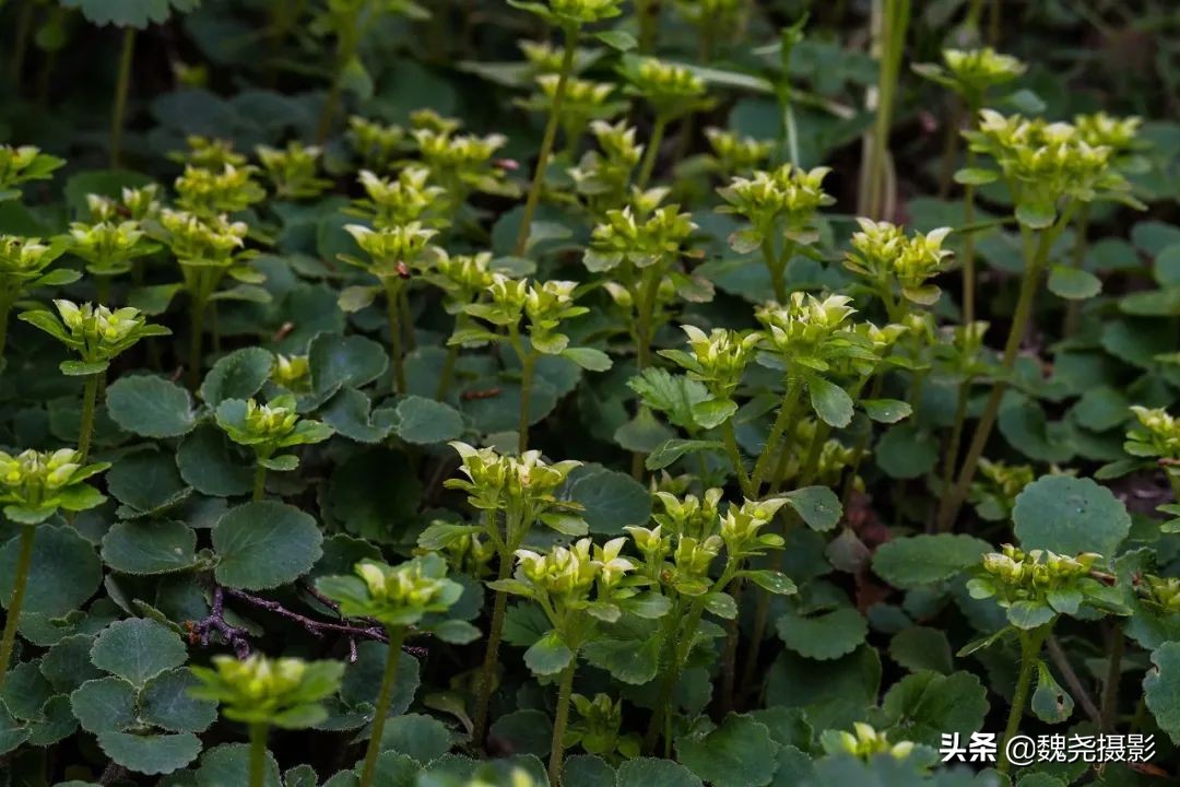 各个季节的野生兰花,北京百花山野生兰花图片