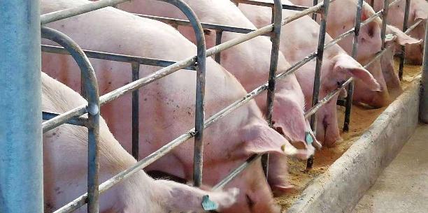 母猪打栏是怎么回事,母猪不吃料撞栏怎么回事